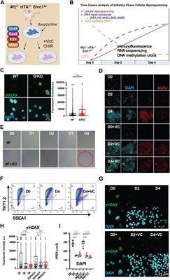 Initiation phase cellular reprogramming ameliorates DNA damage in the ERCC1 mouse model of premature aging
